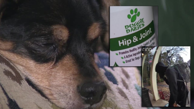 Porch pirate caught on camera stealing aging dog's medication