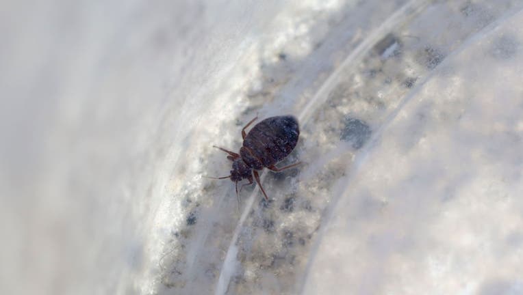 This photograph shows bedbugs in a flat in Hong Kong on May 26, 2017. 26MAY17 [FEATURES] SCMP / Edward Wong