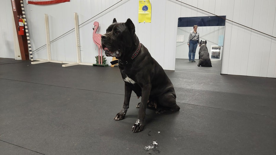 After 3 years, dogs seized for alleged cruelty still locked up in Fulton County After 3 years, dogs seized for alleged cruelty still locked up in Fulton County