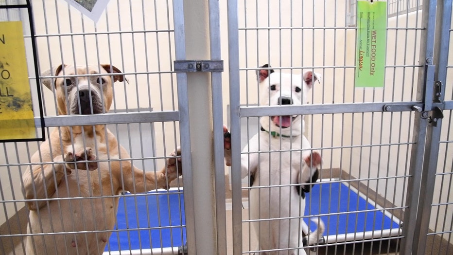 DeKalb Animal Shelter desperately searching for homes for dogs before end  of January