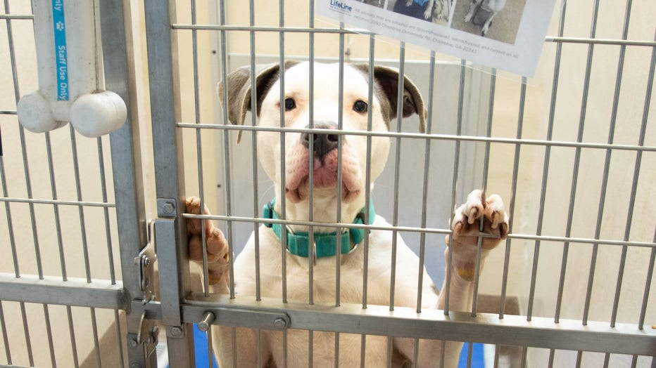 Humane store shelter dogs