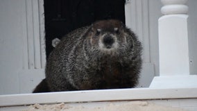 Georgia Groundhog Day 2023: General Beauregard Lee makes his weather prediction