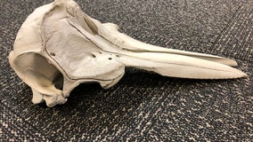 Dolphin skull found in baggage at Detroit airport