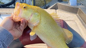 Virginia fisherman reels in rare largemouth bass from river: 'Haven't seen anything like that'