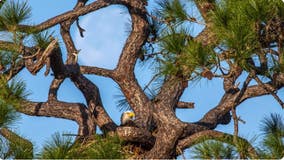 American bald eagles build new home at NASA’s Kennedy Space Center