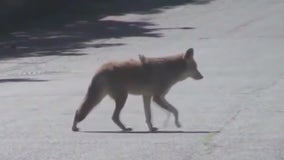 Coyote sightings on the rise in Georgia: Why and what to do if you encounter one