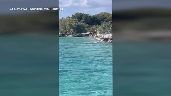 Dog vs shark: Standoff thrills tourists on Bahamas boat tour