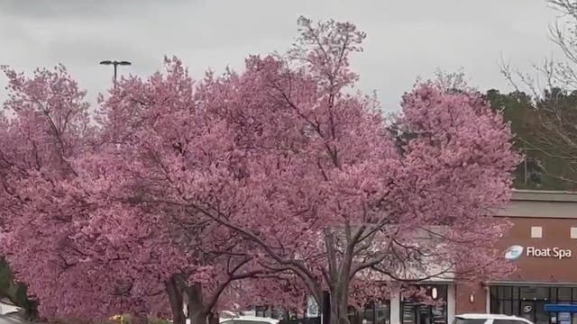 Allergy alert: Georgia's pollen season may be here a little early