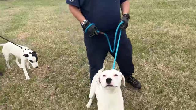 Volunteers work to help homeless, displaced pets after Griffin tornadoes
