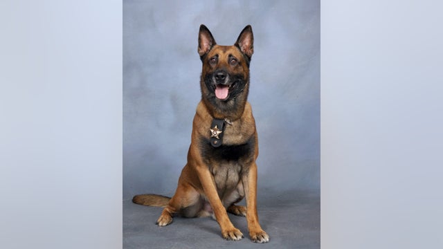 Paulding Sheriff's Office mourns loss of 'beloved' canine
