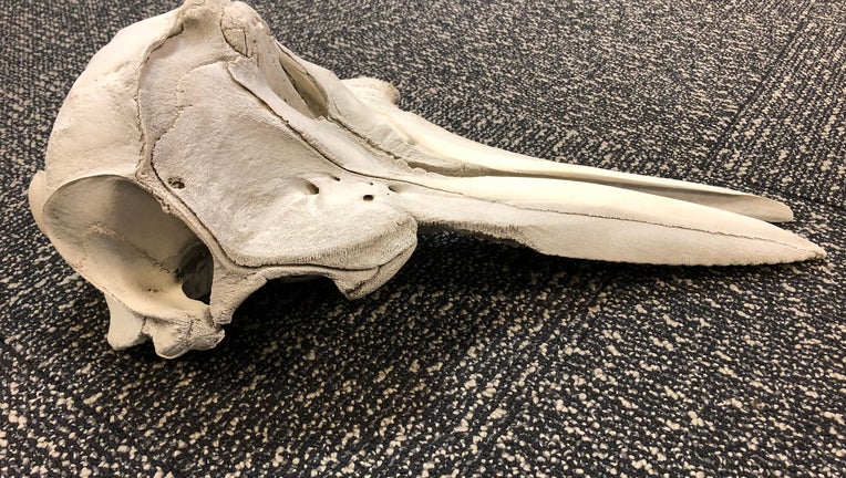 DETFO_DMA_Release_Dolphin Skull_1 2023