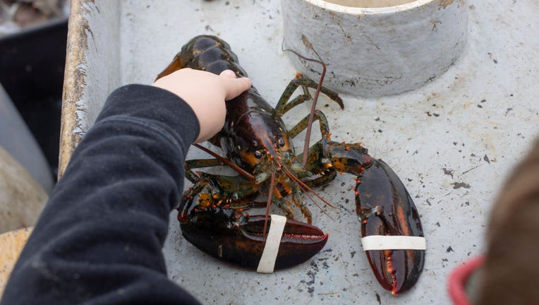 Lobster fishing in Stonington, Connecticut