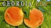 Georgia EBT users urged to secure accounts after cyberattack