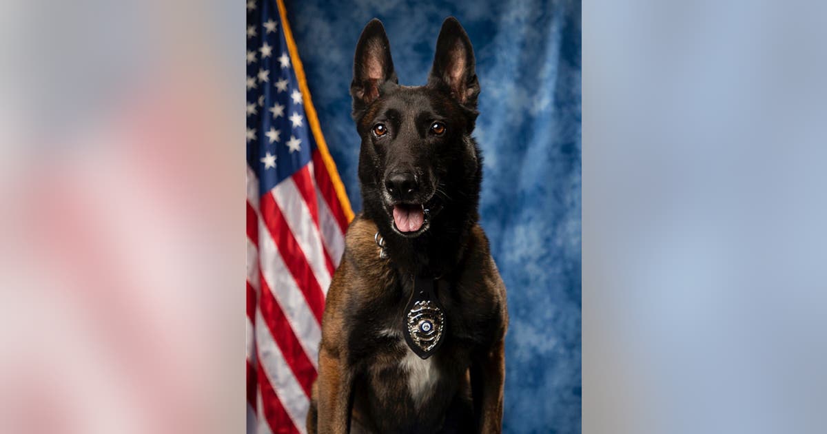 Good boy! Marietta K-9 officer retires after 7 years of service | FOX 5 ...