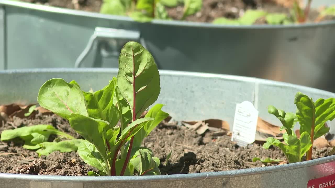 New program helps East Point families donate food waste to grow healthy vegetables