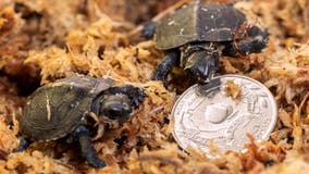 Zoo Atlanta welcomes pair of critically endangered turtle hatchlings