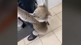 Watch: Curious koala crawls into gas station and climbs employee