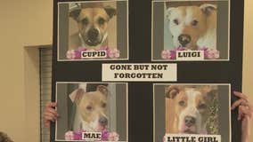 Residents upset after Clayton County Animal Control euthanizes dogs due to overcrowding