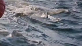 Great white shark, 10-feet-long and weighing 700 pounds, 'pings' off coast of Georgia