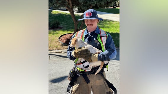 Marietta firefighters free dog that crawled up and into car engine