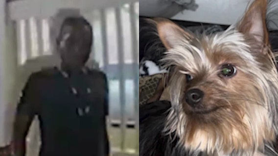 Video: 1-year-old Yorkie snatched from Avondale Estates apartment