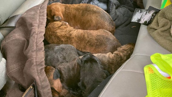 South Carolina woman arrested after 9 puppies found abandoned in trash bag