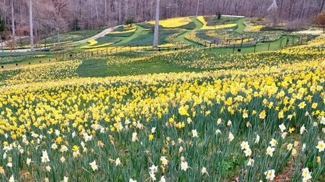 Incredible daffodil display dazzles at Gibbs Gardens