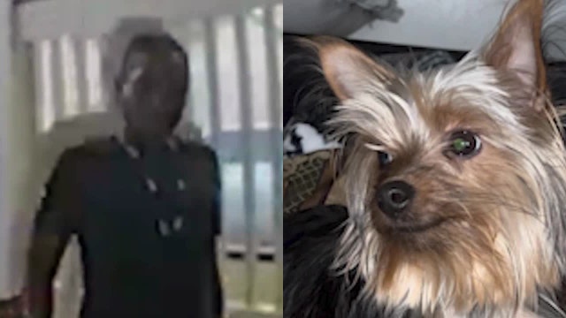 Video: 1-year-old Yorkie snatched from Avondale Estates apartment