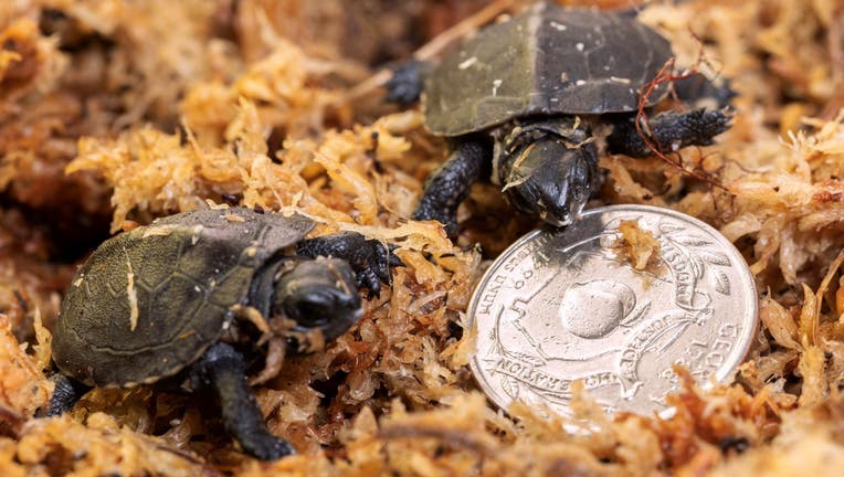 Bog turtle hatchlings (Zoo Atlanta).