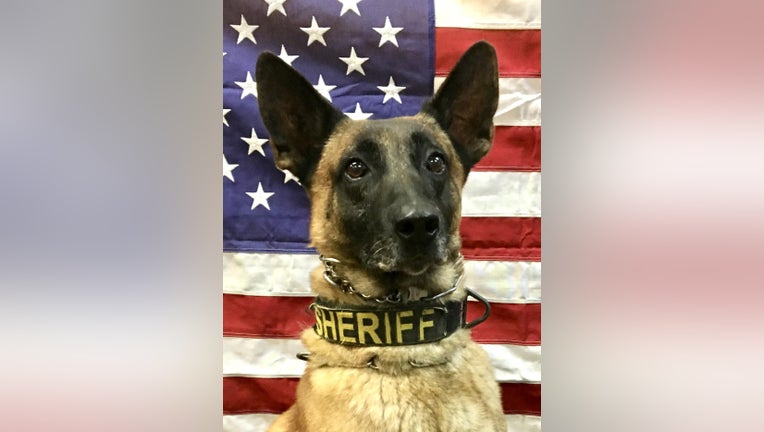 K9 Yoda (Cherokee County Sheriffs Office).