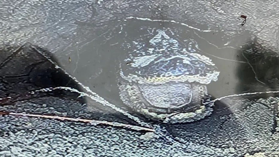 A group of Georgia state wildlife biologists received that uncanny welcome message after recently looking down a gopher tortoise hole and saw a 4.5-foot alligator ‘smiling back.' (Wildlife Resources Division - Georgia DNR)