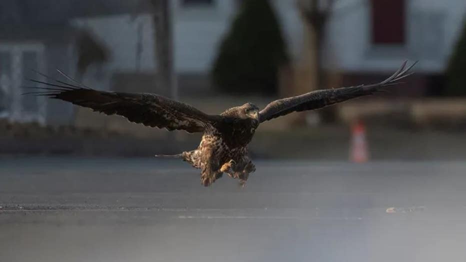 bald-eagle-2.jpg