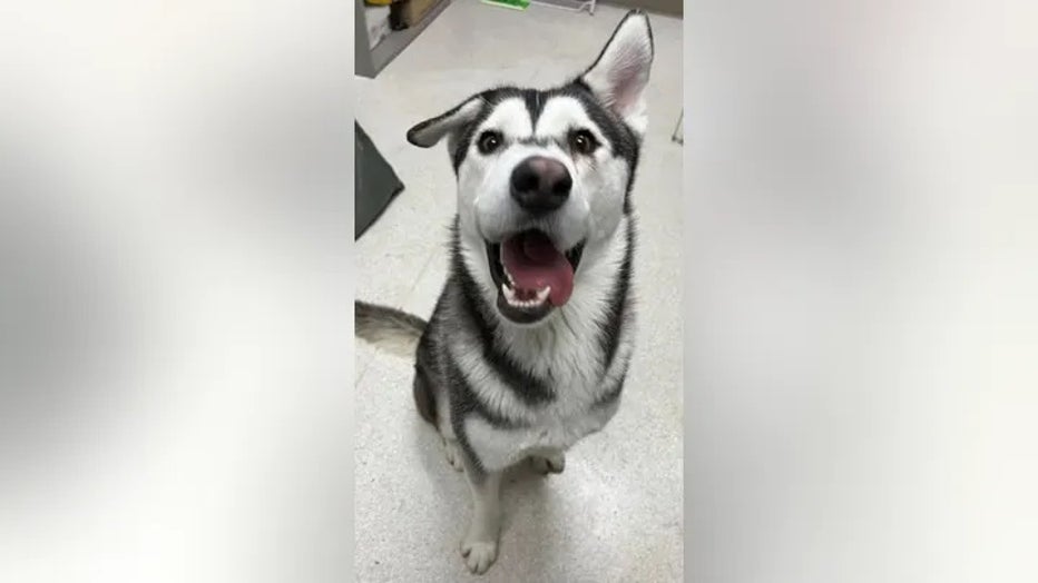 husky-smiling.jpg