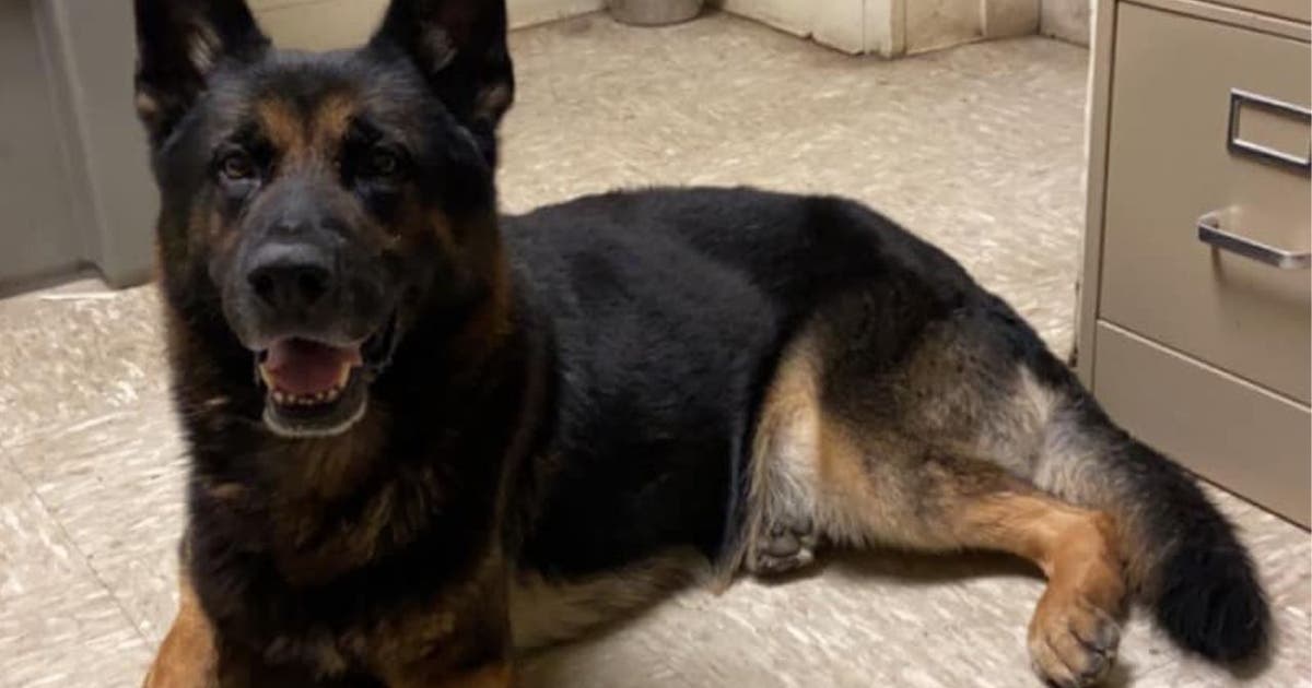 Missing Bowdon K9 officer found safe in Carroll County | FOX 5 Atlanta