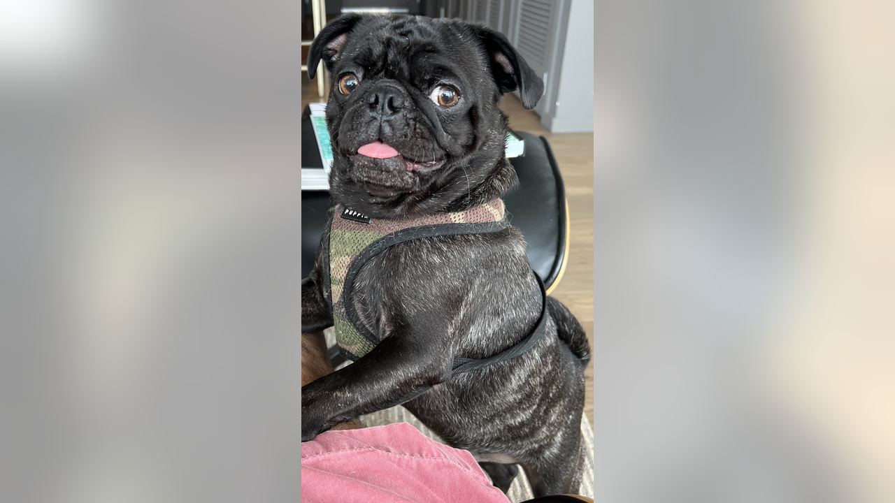 Reward increases for return of pug dognapped from car in Buckhead - Vimarsana News