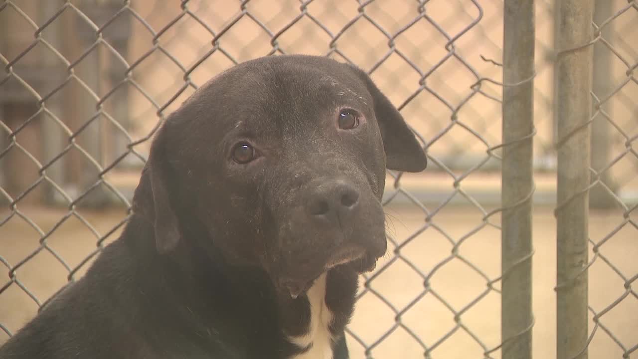 Gwinnett County Animal Shelter Nearing Capacity   P GWINCO ANIMAL SHELTER CROWDED 4P 00.00.28.36 