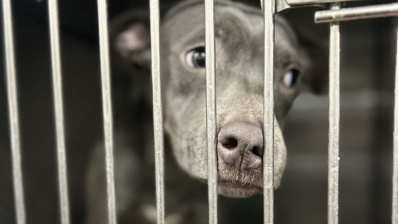 Animal store sanctuary dogs