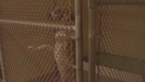 Animal activists blame 'urgent list' elimination with recent euthanization of dogs