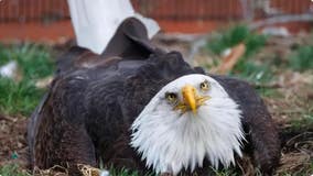 Viral Missouri bald eagle that incubated rock now cares for eaglet: ‘The bonding we’re looking for’