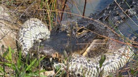 VIDEO: Alligator body slams, eats massive python in Florida Everglades