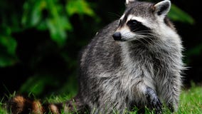 Raccoon tests positive for rabies in Douglas County after attacking dogs