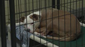 Immediate action needed to save animals in overcrowded Atlanta shelters