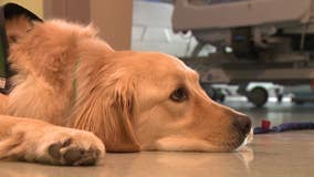 Meet the canine bringing smiles to patients at Children's Healthcare of Atlanta