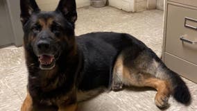 Missing Bowdon K9 officer found safe in Carroll County