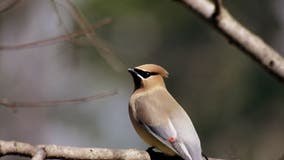 Georgia Dept. of Natural Resources issues warning about drunk birds