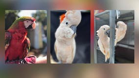 Parrots stolen from popular Buckhead restaurant recovered