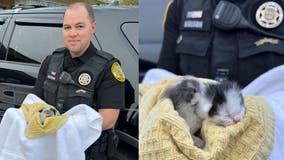 Driver tosses kittens like 'trash' out of window at busy intersection