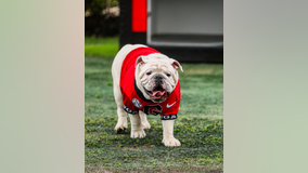Fans respond to PETA's criticism after Georgia Bulldogs' mascot's death