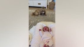 Sneaky Shih Tzu steals pacifier from baby