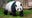 Panda on loan from China dies suddenly at Thailand zoo